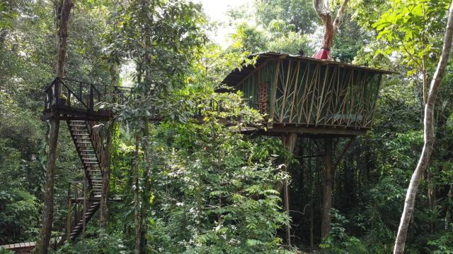 Cabaña en el arbol del Tacana