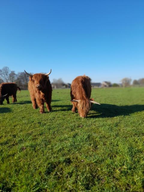 Hannekenbuurs kleine Kune Kune Farm