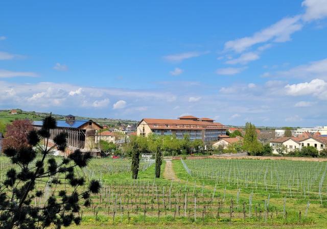 Ihr Bett mit Blick auf die Weinberge