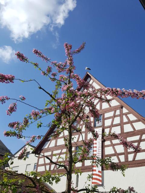 Appartement am Stadtmuseum - ruhig und zentral gelegen