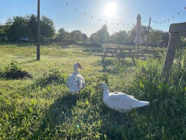 Farmen - beautiful view among animals