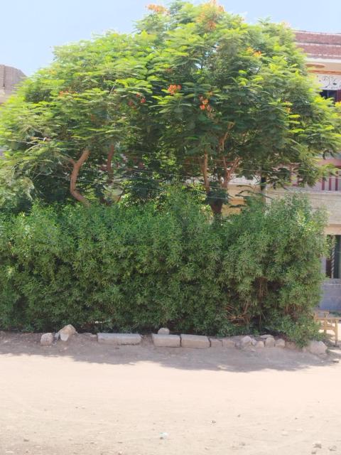 Al Saeed Family Hostel