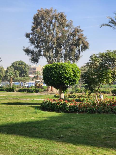 Maadi Oasis