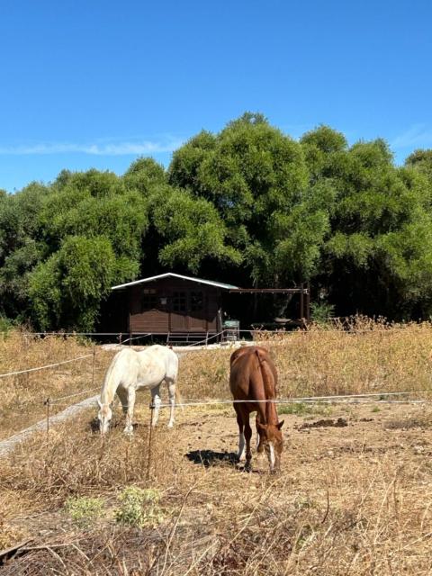 Cabaña rústica en un rancho con caballos, Prado del Rey, Andalucía