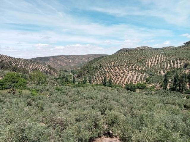 El Almendro de la Tia Teresa