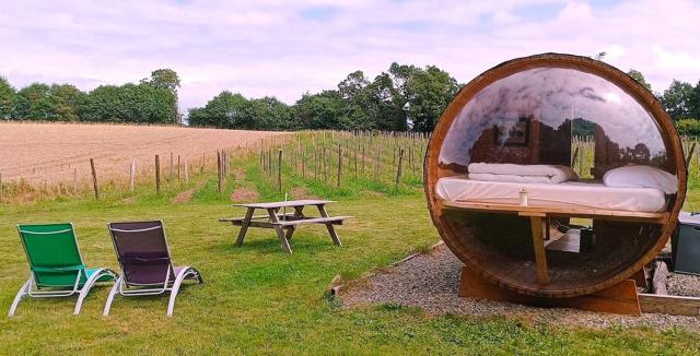 Tonneau bulle insolite, vue sur vignoble