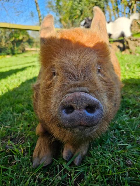 Les gites de koatephani et ses animaux