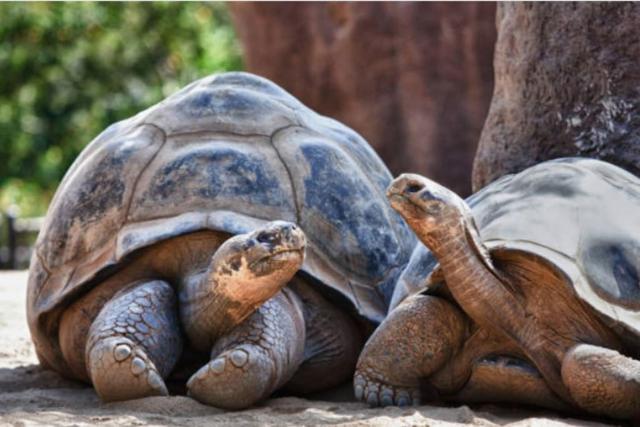 L'appartement des tortues