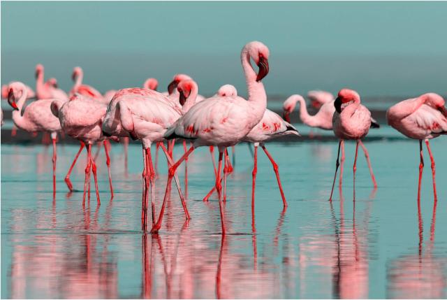 Les Flamants roses