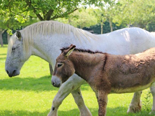 Maison Authentique avec Jardin Clos, Proche Ferme et Chevaux, Tout Inclus, Animaux Acceptés - FR-1-497-214