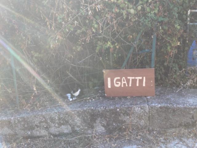 I Gatti