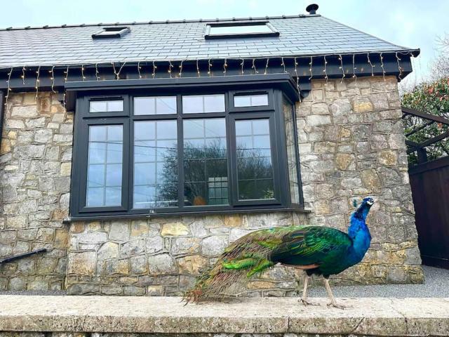 Peacock cottage