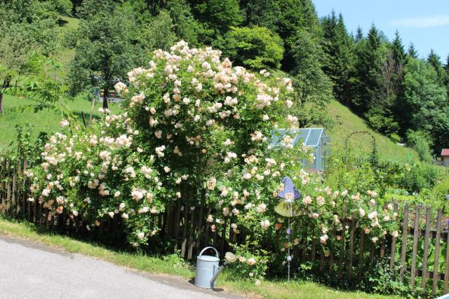 Urlaub mitten im Wald - Lueg