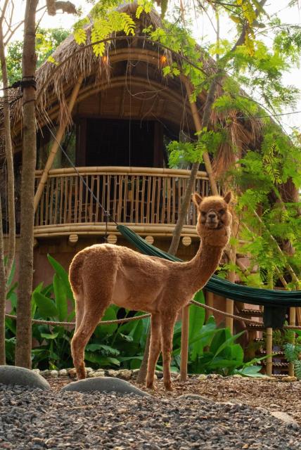 Alpaca Lodge