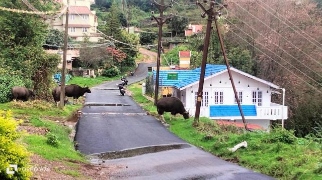 Western Ghats homestay