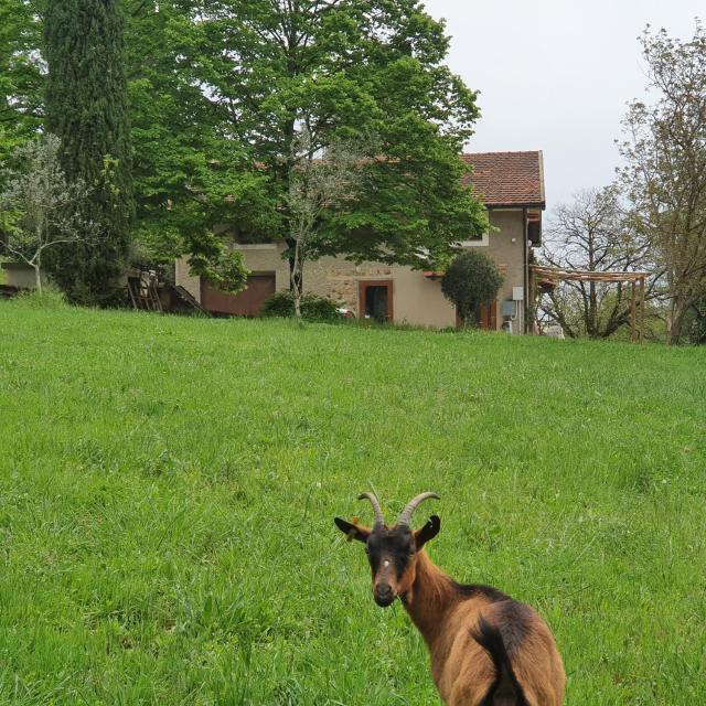 stirpe nel bosco