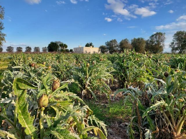 Masseria Fra Telesforo