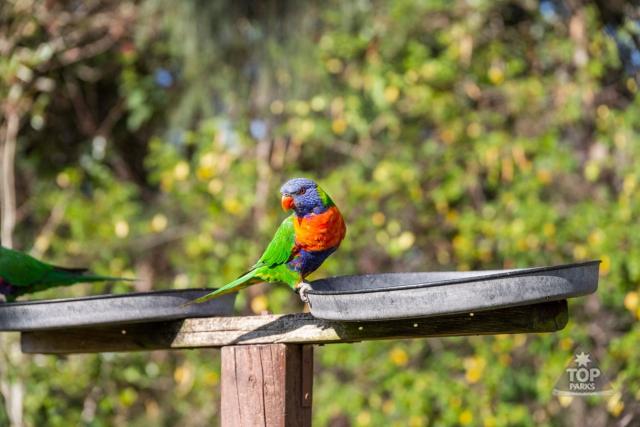 Lorikeet Holiday Park