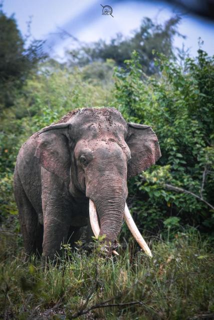 tusker king & yala safari place