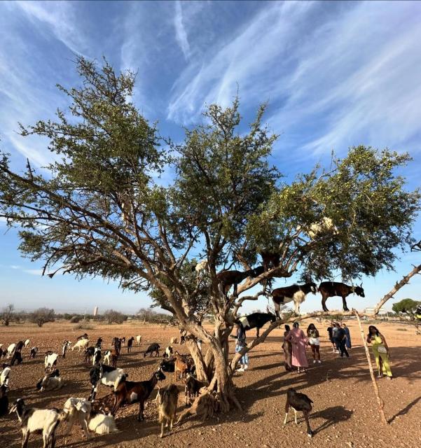 Goats on Argan Trees Experience in Agadir