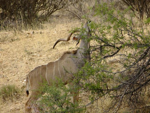 Desert Game Farm & Tented Lodge, Khomashochland, En Route to Sossusvlei