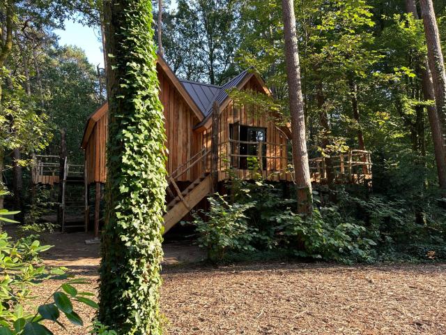 New Unique Treehouses in Oisterwijk