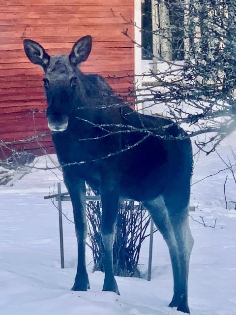 Bäckafallet Bergslagen