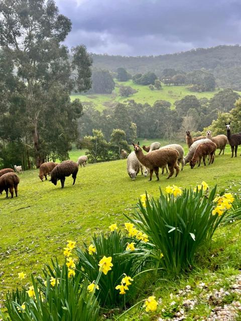 Pennyroyal Otways Retreat