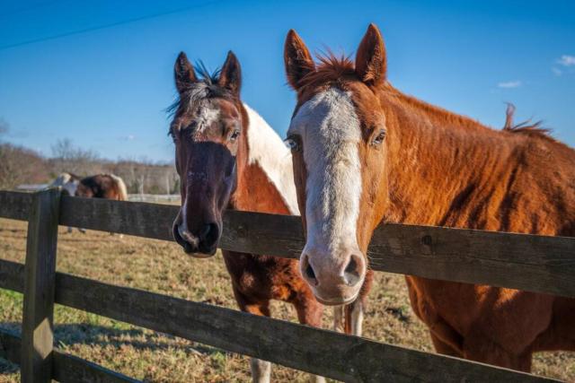 Rusmar Farm Equine Country Living 'n Powhatan, VA