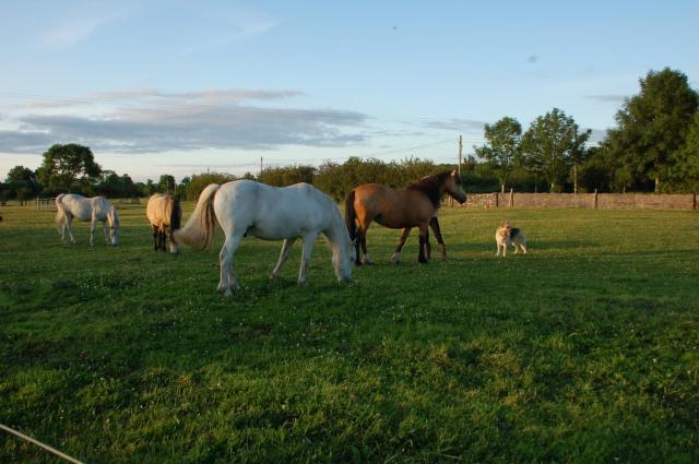 The Little Flock Farm