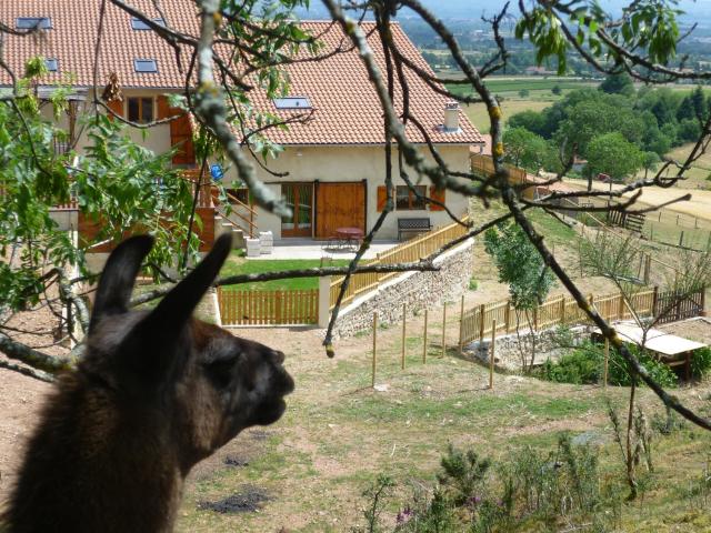 La Bruyère aux Lamas