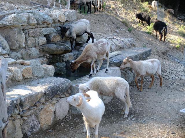 Les Bergeries "Le figuier"