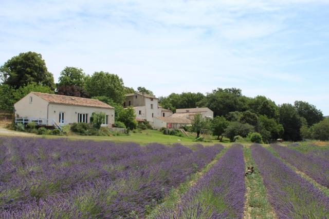 Les Ânes de Forcalquier