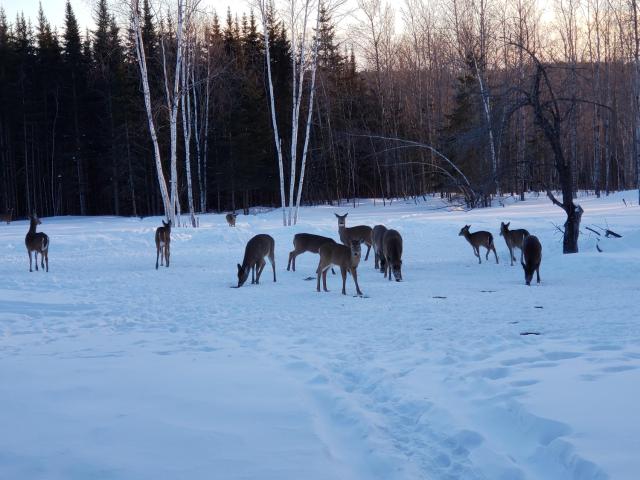 Deer Mountain Lodge & Wilderness Resort